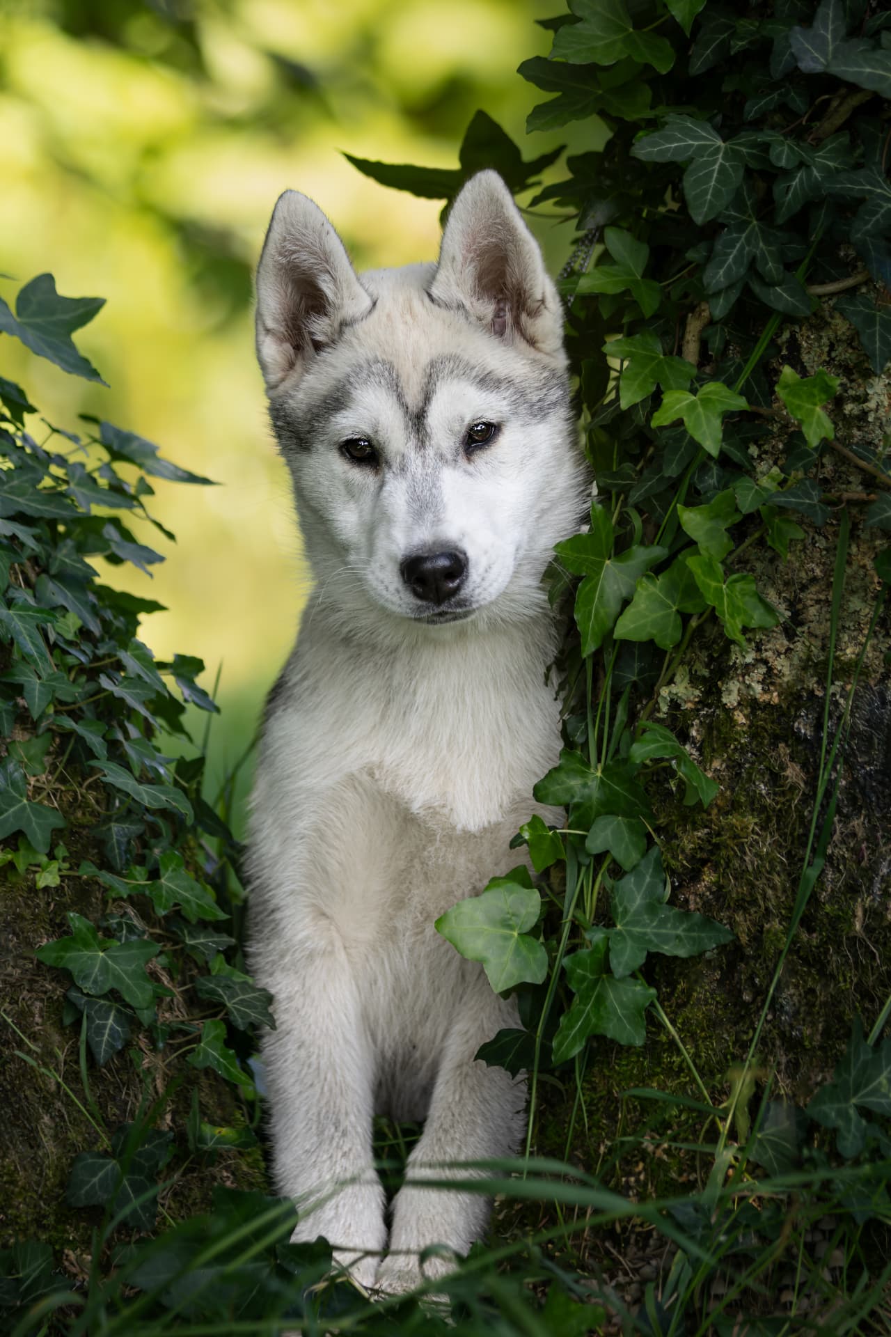 Chiot husky assis dans le lierre au pied d’un arbre
