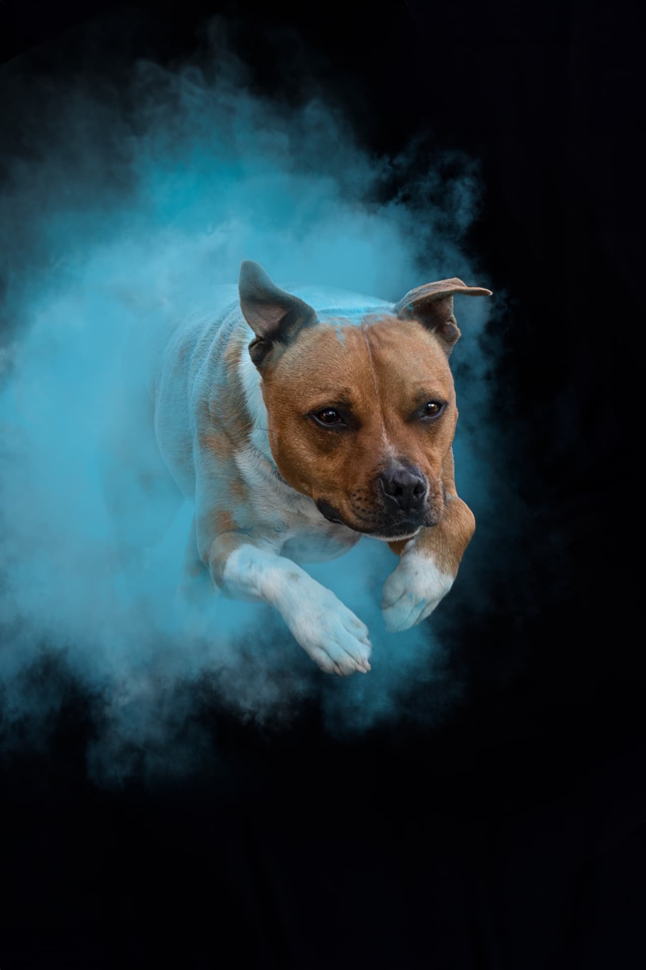 Chien bondissant dans un nuage de poudre colorée bleue en studio