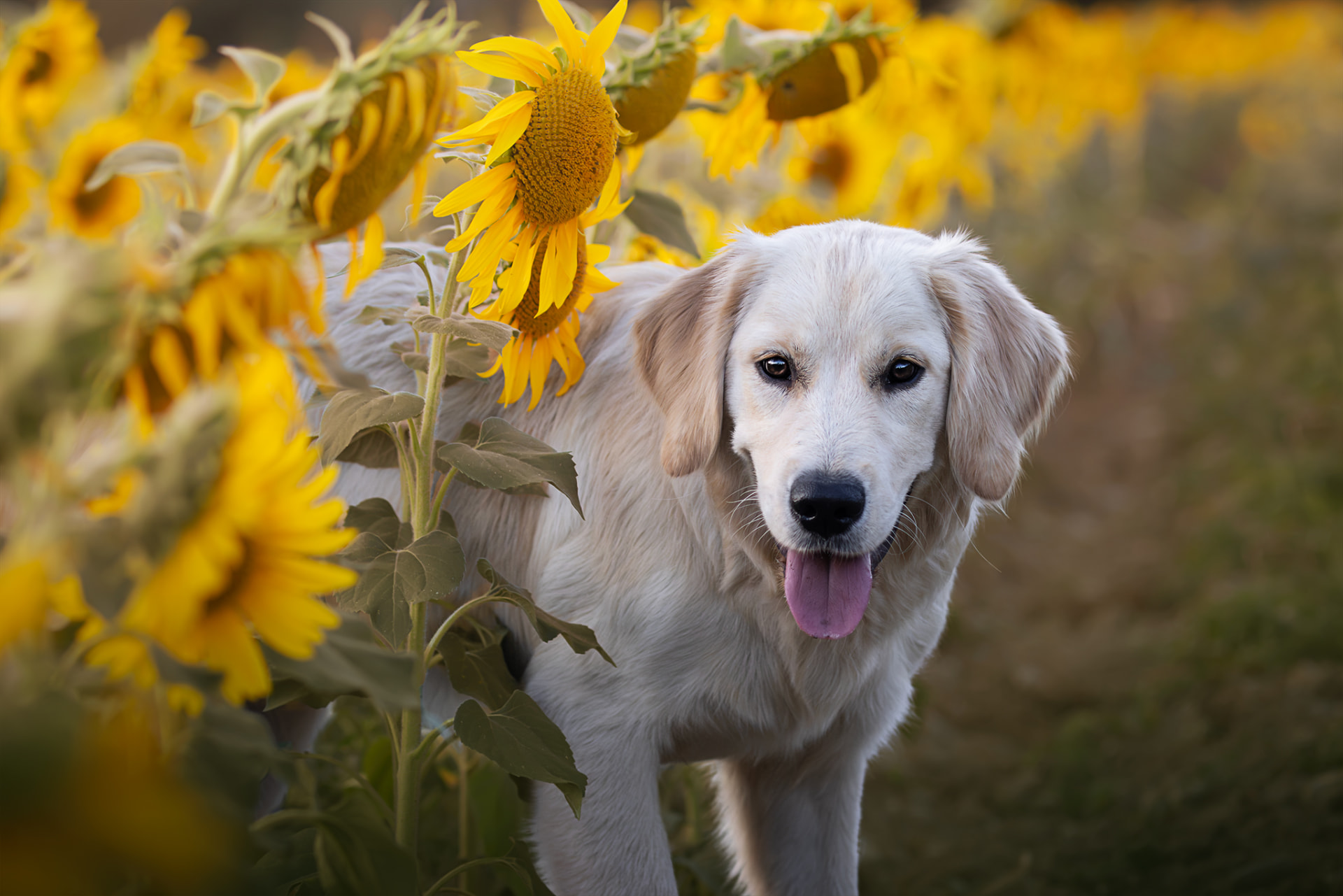 Jeune golden retriever dans un champ de tournesols