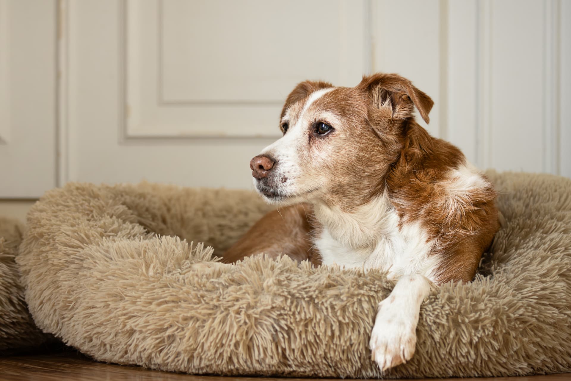 Séance photo chien âgé : un chien photographié pudiquement à son rythme