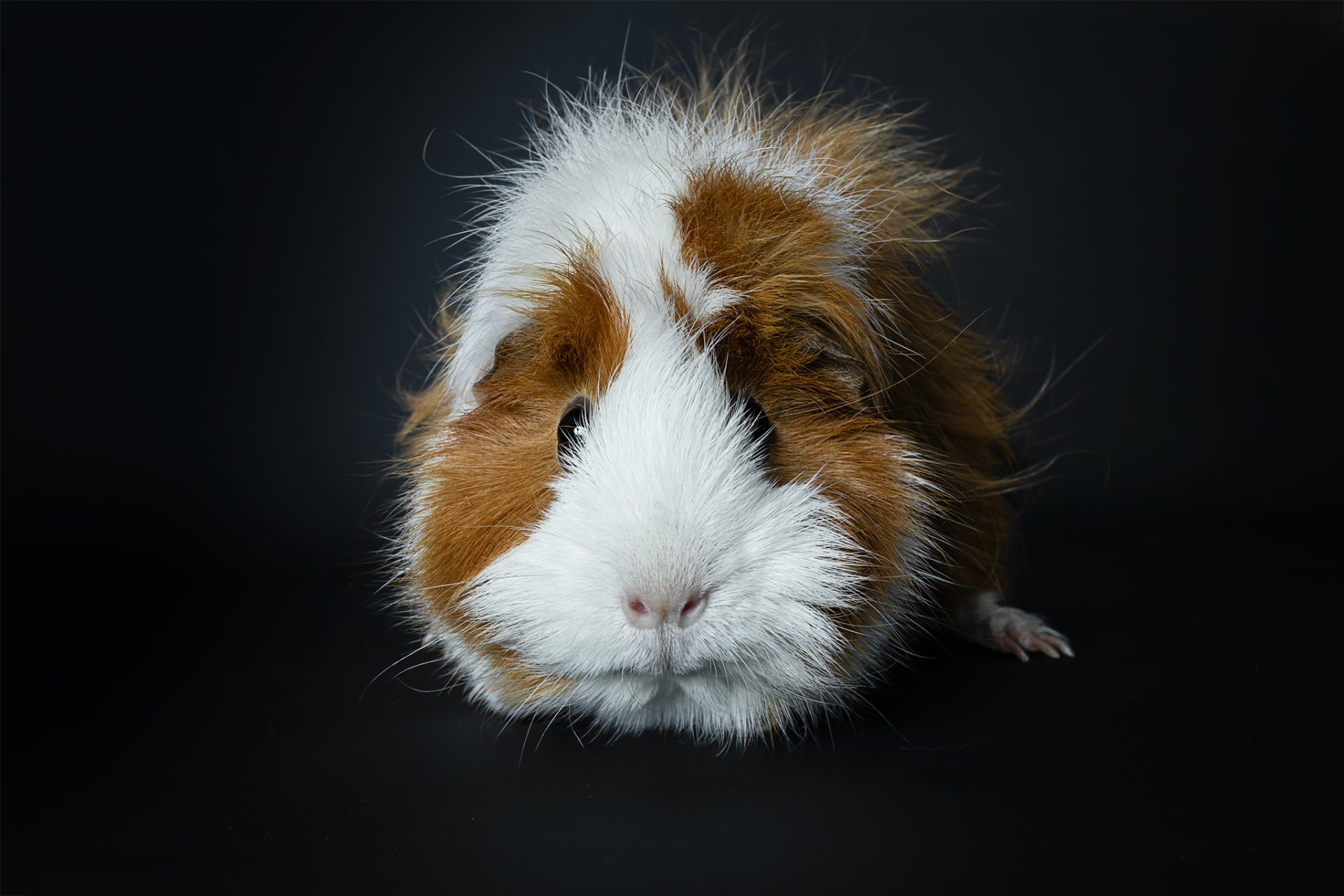 Portrait studio d’un cochon d’Inde roux et blanc sur fond noir