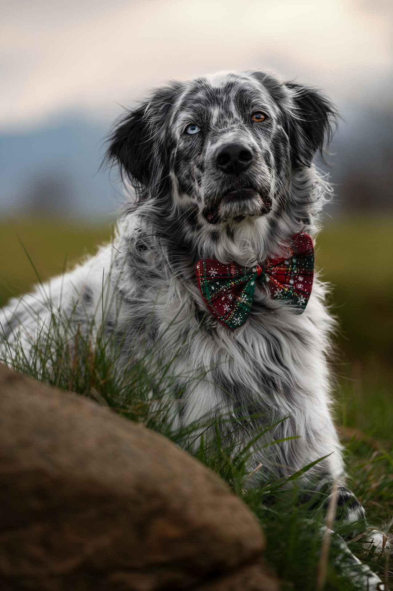 Portrait d’un chien âgé portant un nœud papillon dans les montagnes