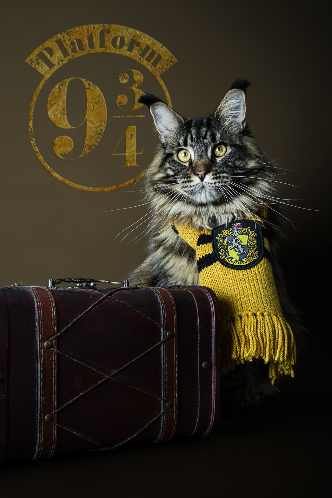 Chat maine coon en écharpe jaune devant la voie 9 3/4