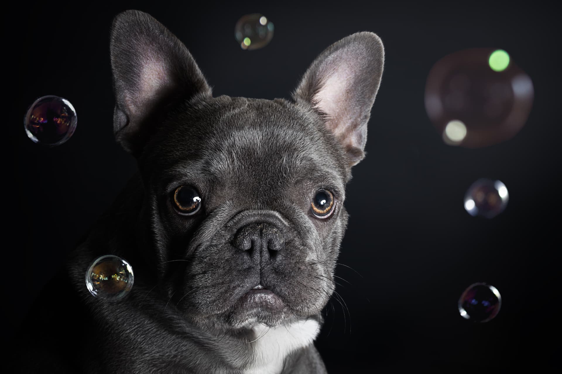 Bouledogue français entouré de bulles de savon sur fond noir