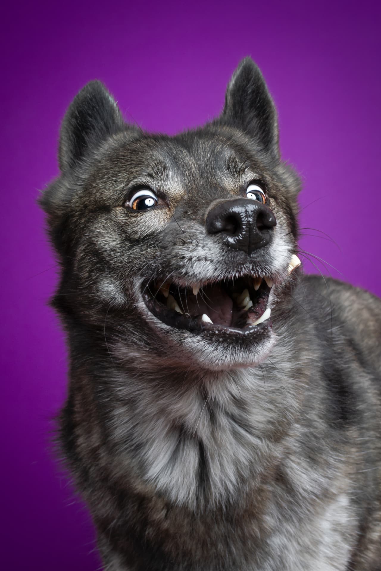 Chien gris attrapant une friandise au vol sur fond violet en studio