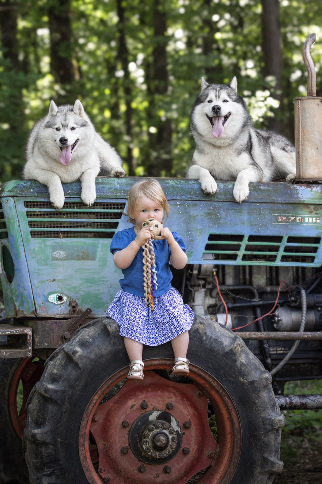 Petite fille assise sur un tracteur avec deux huskys