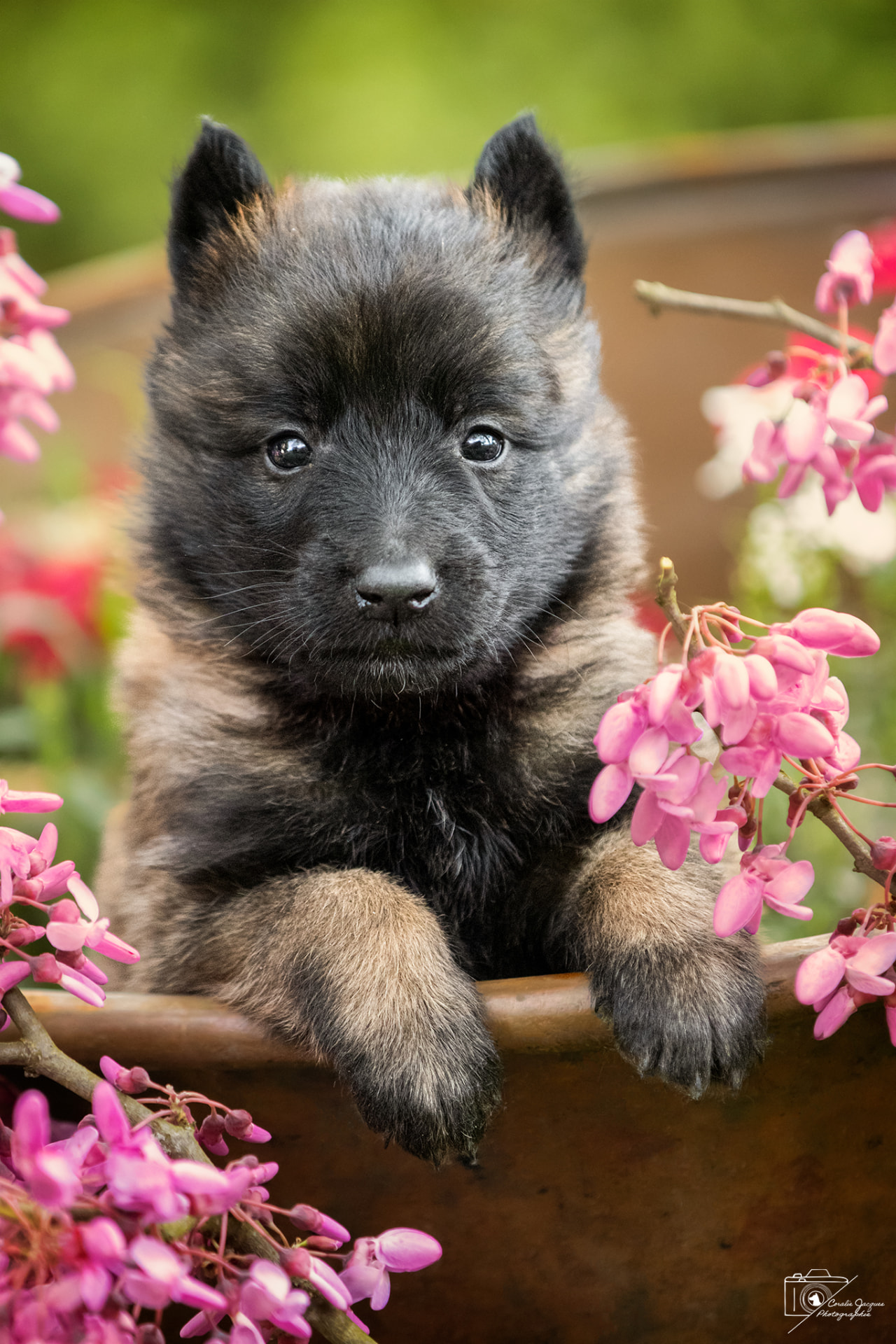 Chiot berger belge tervueren dans un pot entouré de fleurs roses