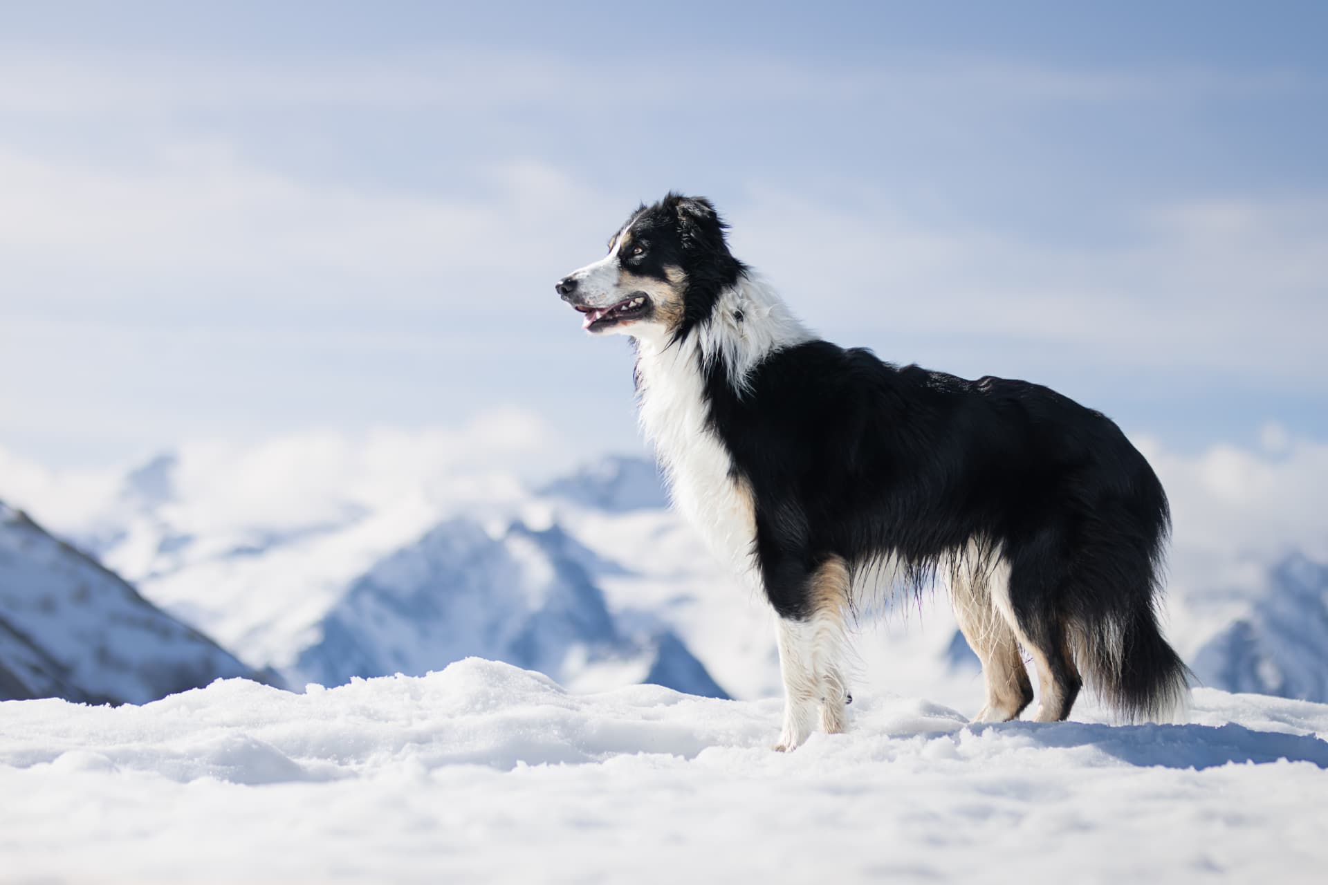 Border collie tricolore debout dans la neige face aux sommets enneigés