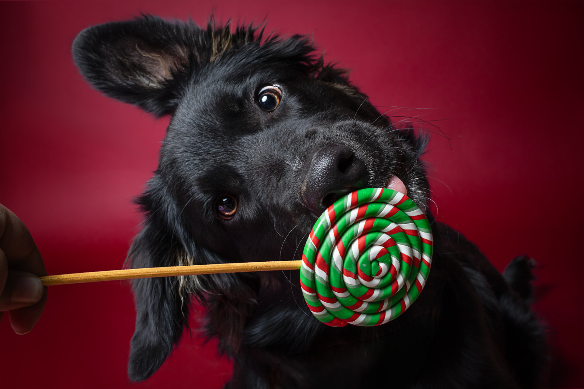 Chien noir léchant une sucette rayée sur fond rouge en studio