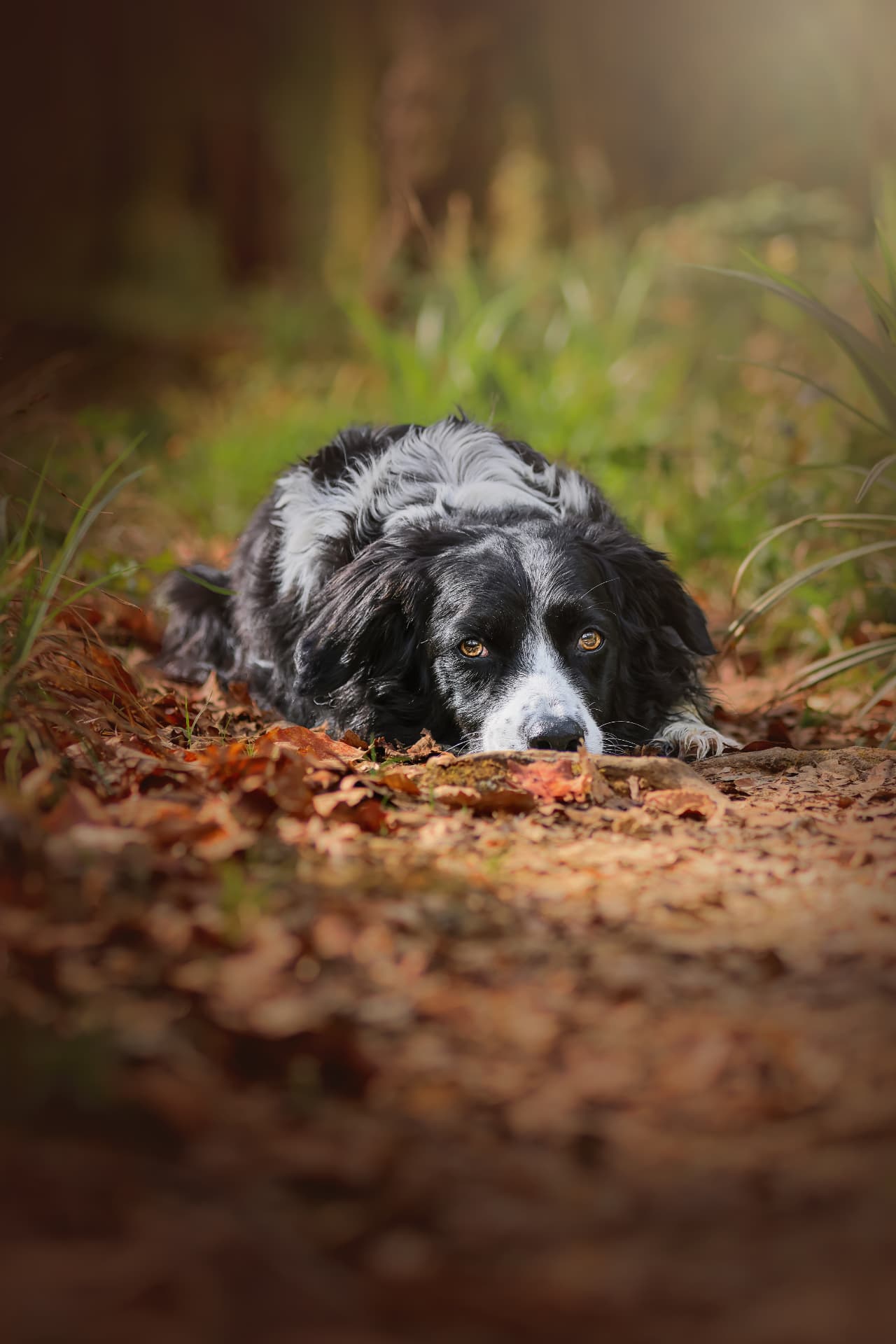 Border collie allongé dans les feuilles mortes d’automne en sous-bois