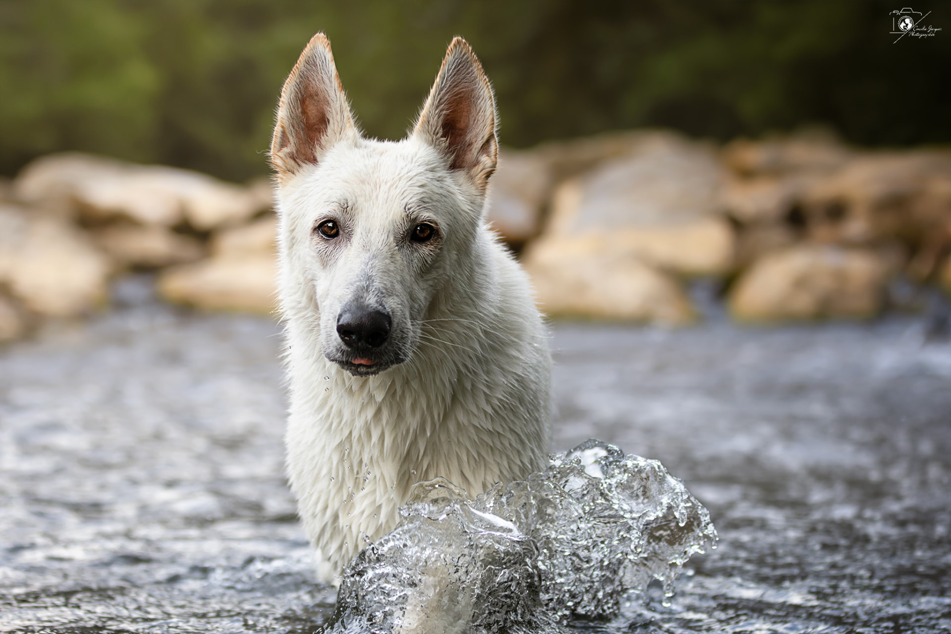 Berger blanc suisse mouillé debout dans une rivière, éclaboussures d’eau