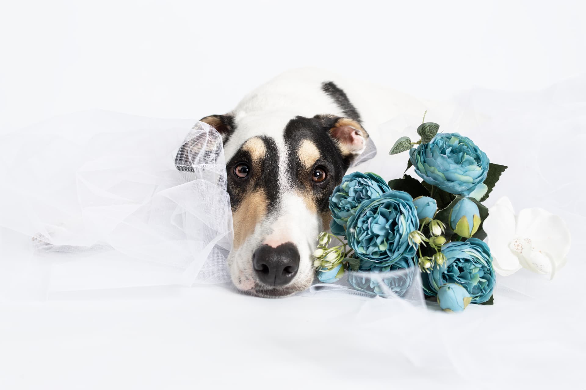Chien en voile de mariée avec un bouquet de fleurs bleues