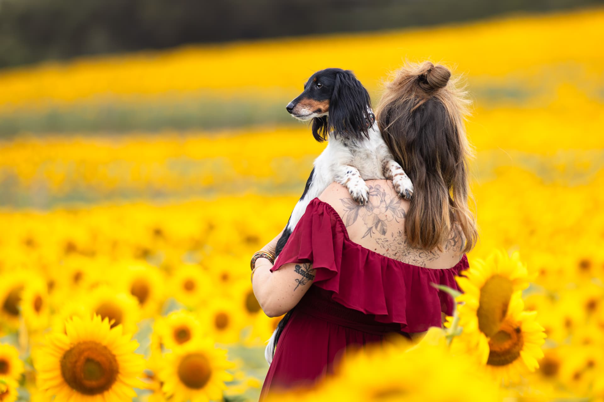 Femme portant son teckel dans un champ de tournesols