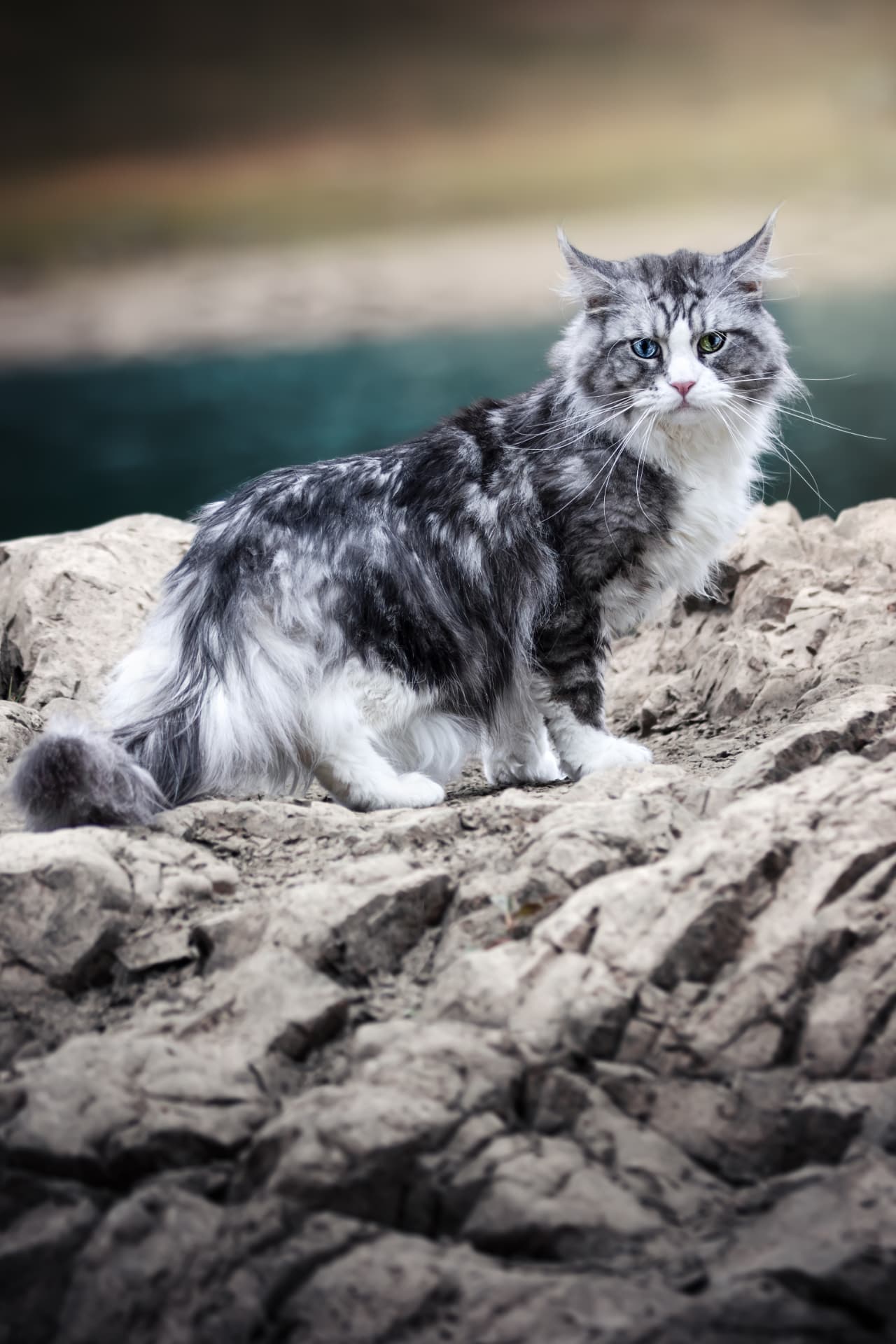 Chat maine coon gris et blanc posé sur un rocher au bord de l’eau