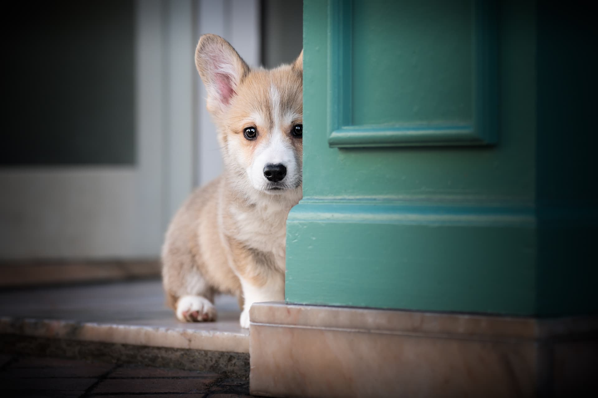 Chiot corgi regardant derrière une porte verte