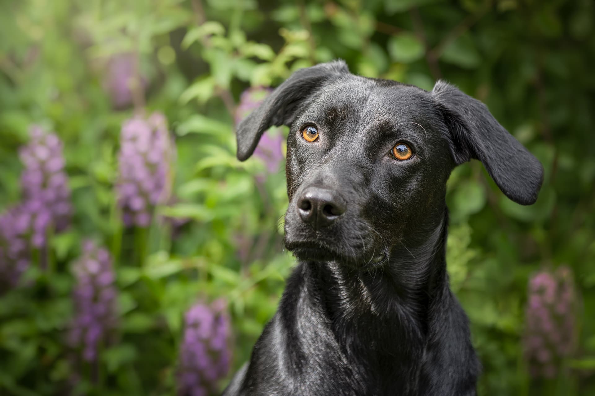 Portrait d’un chien noir aux yeux ambre devant un fond de fleurs violettes