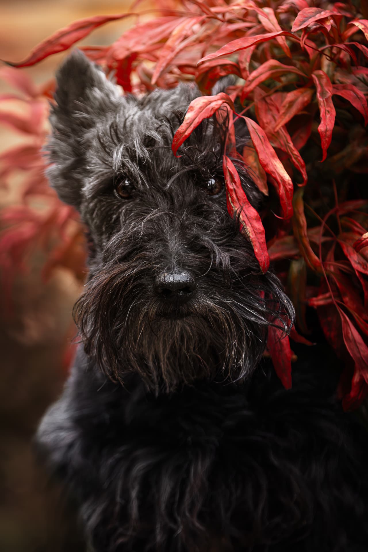 Portrait d’un chien âgé parmi les feuillages rouges d’automne