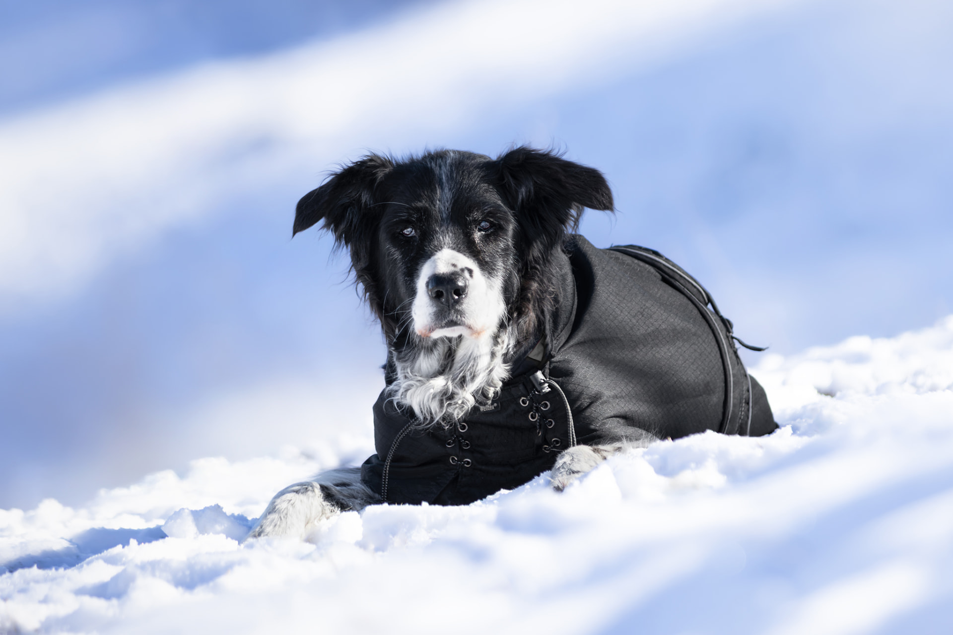 Chien âgé allongé dans la neige en montagne