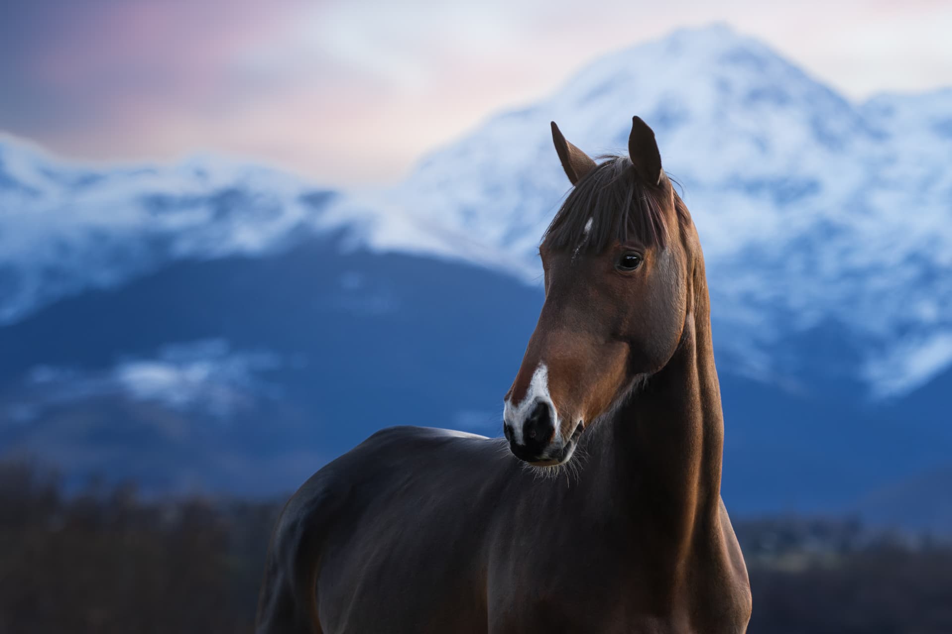 Portrait d’un cheval bai devant les sommets enneigés au crépuscule