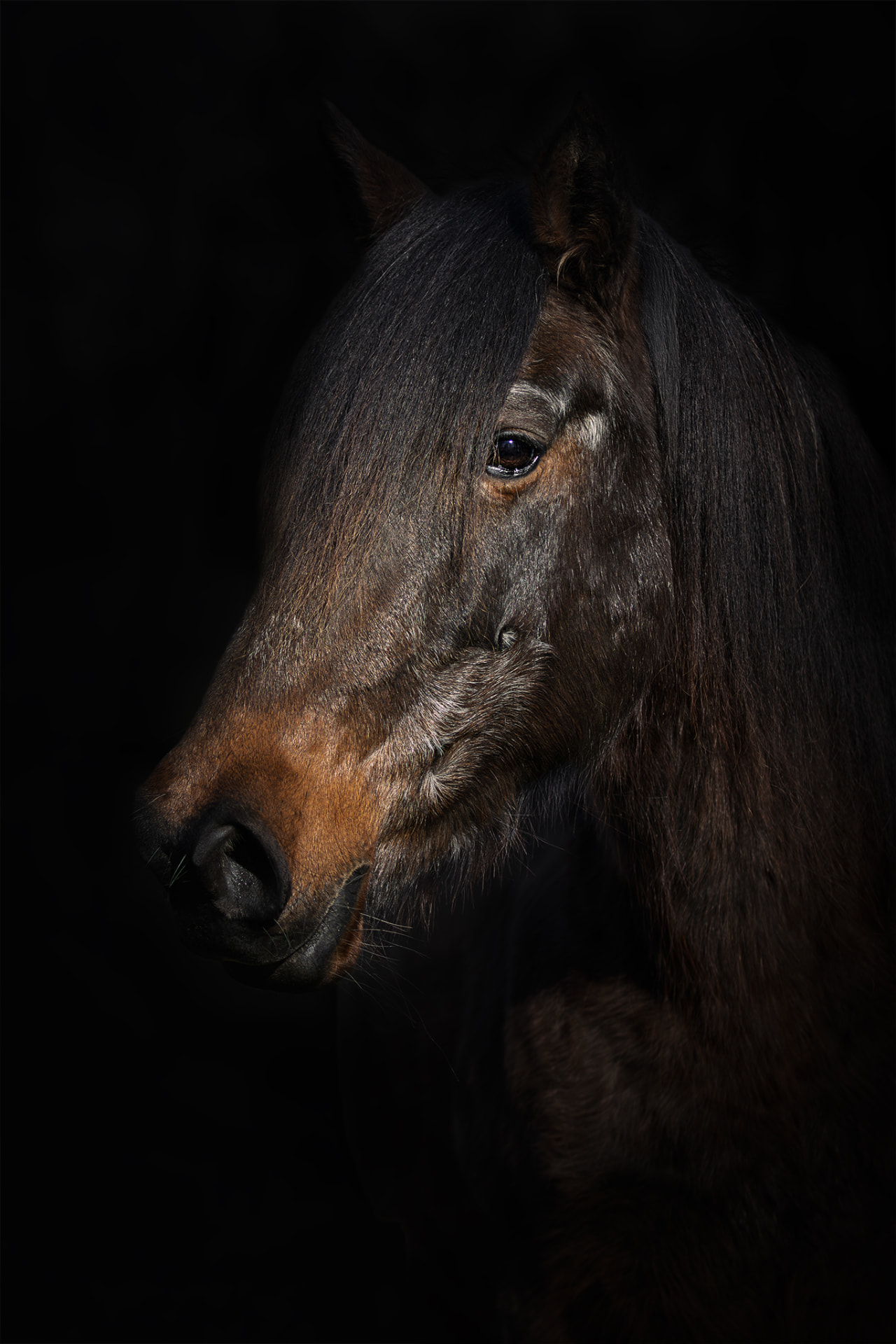 Portrait en clair-obscur d’un cheval âgé sur fond noir