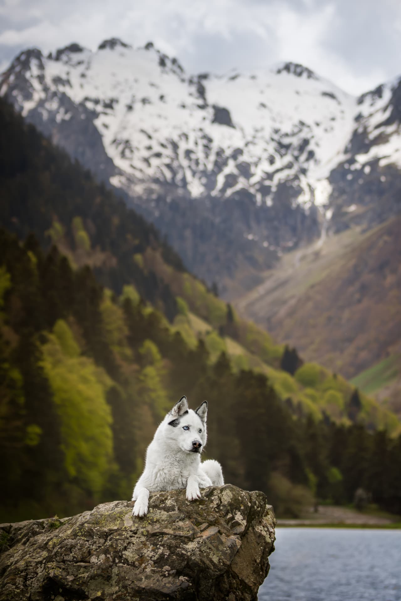Husky blanc posé sur un rocher devant un lac et les sommets enneigés des Pyrénées
